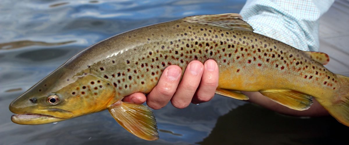 Colorado Fly Fishing Guide Service | Aspen Flyfishing